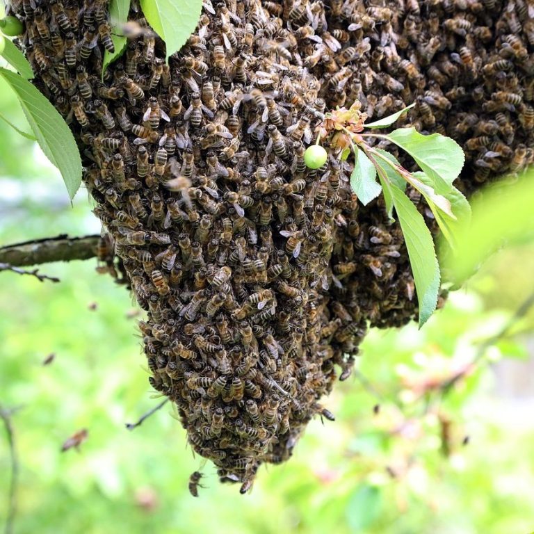 Bild von Andreas Neumann auf Pixabay